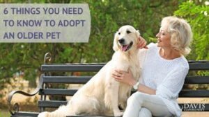 6 Things You Need To Know To Adopt An Older Pet The Davis Community